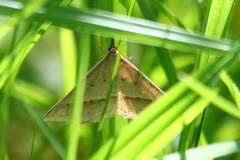 Epidesmia hypenaria