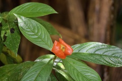 Palicourea tomentosa