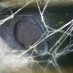 Eudyptula minor iredalei