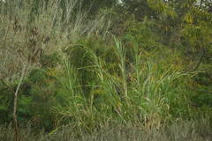Cenchrus purpureus