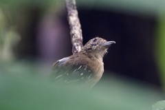 Thamnophilus atrinucha