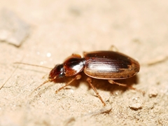 Tanystoma maculicolle