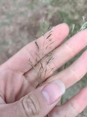 Eragrostis tenuifolia