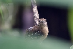 Thamnophilus atrinucha