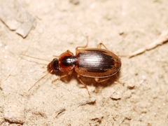 Tanystoma maculicolle