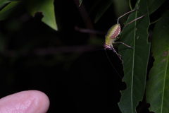 Ozphyllum naskreckii