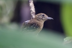 Thamnophilus atrinucha