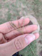 Bothriochloa pertusa