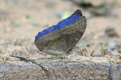Morpho menelaus