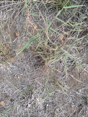 Melinis minutiflora