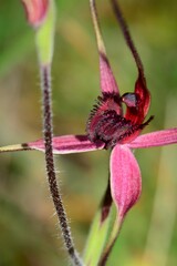 Caladenia formosa