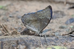 Morpho menelaus