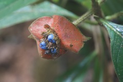 Palicourea tomentosa