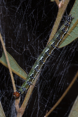 Uresiphita ornithopteralis