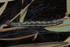 Uresiphita ornithopteralis