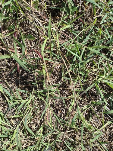 Urochloa mutica observed 2022-10-27