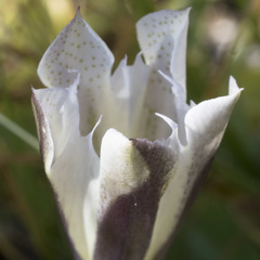 Gentiana newberryi tiogana
