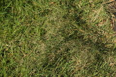 Eragrostis tenuifolia