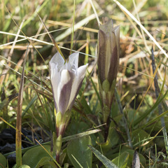Gentiana newberryi tiogana