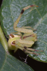 Sidymella rubrosignata
