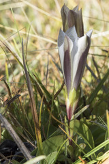 Gentiana newberryi tiogana