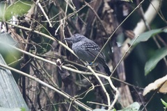 Thamnophilus atrinucha