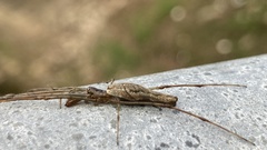 Tetragnatha laboriosa