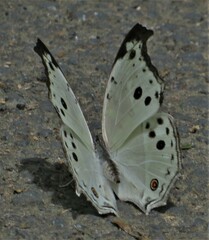 Protogoniomorpha parhassus
