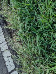 Eragrostis tenuifolia