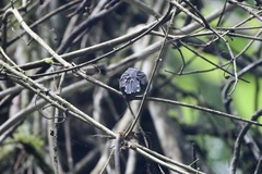 Thamnophilus atrinucha