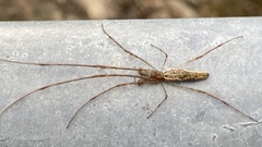 Tetragnatha laboriosa
