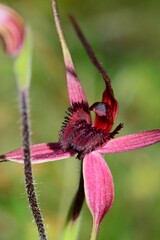 Caladenia formosa