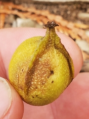 Carya cordiformis