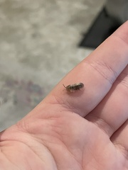 Armadillidium nasatum