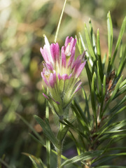 Castilleja lassenensis