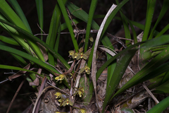 Cymbidium madidum