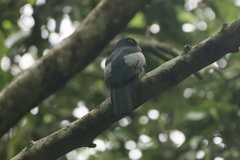 Trogon massena