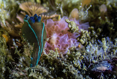 Tambja capensis