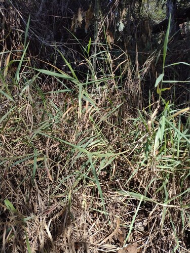 Urochloa mutica observed 2022-10-27