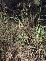 Urochloa mutica