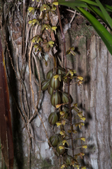 Cymbidium madidum