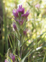 Castilleja lassenensis