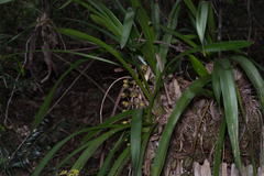Cymbidium madidum