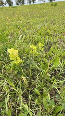 Galega orientalis
