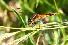 Diplacodes melanopsis