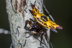 Gasteracantha quadrispinosa