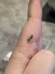 Armadillidium nasatum