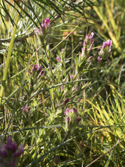 Castilleja lassenensis