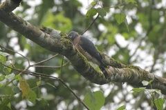 Harpagus bidentatus