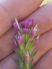 Castilleja lassenensis